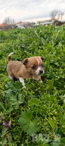 Чихуахуа,женско ,обезпаразитено вътрешно и външно , снимка 5 - Чихуахуа - 54149304