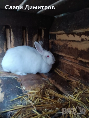 Продавам зайци , снимка 2 - Други - 53341281