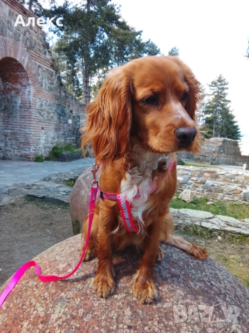 Raya- Cocker spaniel , снимка 2 - Кокер шпаньол - 53643388