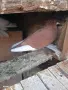 Продавам Гълъби Демкежи, снимка 2