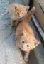 Подаряваме котета., снимка 6