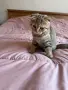 Шотландски котета , снимка 6