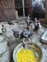 Пилета порода Hint, снимка 1