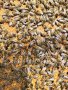 пчелни майки карпатки и отводки, снимка 5