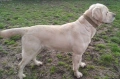 Лабрадор ретривър чистокръвни, снимка 8