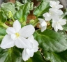 Saintpaulia Сейнтполия Сентполия African Violet Aфриканска теменужка стайна теменужка Фiалка, снимка 12