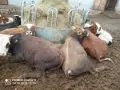 Отбити месодайни телета , снимка 1