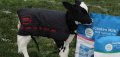 Холандски млекозаместител за телета от 3 седмична възраст , снимка 1 - Крави - 30025891