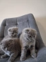 Шотландски клепоухи котета, снимка 9