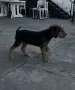 Български Барак , снимка 3