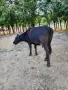 Продавам бременни крави , снимка 2