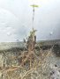 Черен дървовиден бъз, Свирчовина (Sambucus nigra) за имунната система на гол корен , снимка 1 - Разсади - 39107473