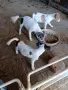 куче 🐕 Джак Ръсел , снимка 11