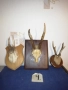 Рога, ловна сбирщина от 70-80те години, снимка 9