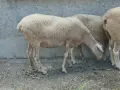 Свободни два броя овце!, снимка 1