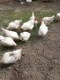 разплодни яйца от легхорн, снимка 10