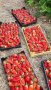 продавам разсад ягоди , снимка 8