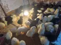 Малки пиленца - различни породи / Малки пилета , снимка 1