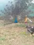 Мъжки индийски паун , снимка 2