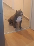 American bully standart, снимка 6