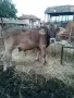 10 броя мъжки област Велико Търново село Раданово , снимка 2