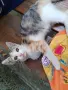 Търся дом за 2 малки котенца и майка им, снимка 4