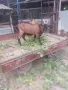 Коза на две козлета френски алпин, снимка 4