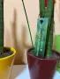 Растения от вида сансевиера (Sansevieria cylindrica 'Velvet Touchz') 20/30см., снимка 5