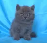 Чистокръвни Британски сини котенца, снимка 10