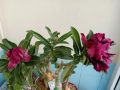 Адениум - Пустинна роза, снимка 8
