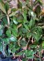 Магнолия грандифлора вечнозелена магнолия Magnolia grandiflora 120 см, снимка 1 - Градински цветя и растения - 44307998