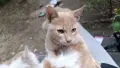 Подарявам коте СПЕШНО , снимка 12