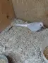 Продавам Диамантени гугутки, снимка 4