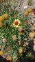 Продавам цветя Гайлардия - разсад (корен с издънки и стъбло), снимка 17