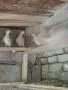 Гургутки  пеещи   , снимка 3