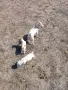 Кутре Джак Ръсел , снимка 2