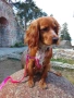 Raya- Cocker spaniel , снимка 2