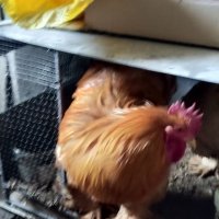 Продавам оплодени яйца , снимка 5 - Кокошки и пуйки - 39593851