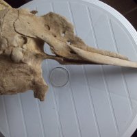 Антика,вкаменелост от тиранозавър , снимка 4 - Антикварни и старинни предмети - 30754055