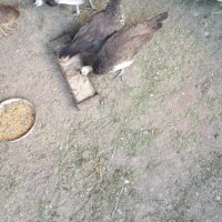Малки индийски пауни, снимка 2 - други­ - 42071245