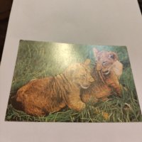 Пощенски картички котки чисти, снимка 2 - Филателия - 40420766