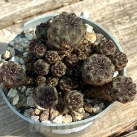 Sulcorebutia rauschii, снимка 2 - Стайни растения - 42030304