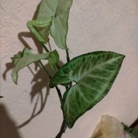 Сингониум влачещо растение 45 см, снимка 3 - Стайни растения - 42552972