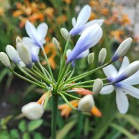 Агапантус Туистър (синьо-бял), снимка 4 - Градински цветя и растения - 42067264