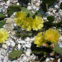Студоустойчиви кактуси Опунция (Бодлива круша) подходящи за Вашата красива градина, снимка 2 - Градински цветя и растения - 29201767