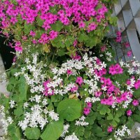Детелина  студоустойчива  розов и бял цвят, снимка 3 - Градински цветя и растения - 40803577