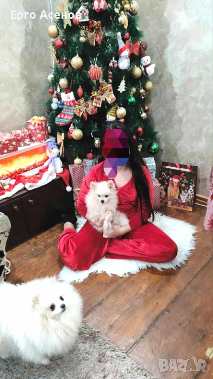 Померанче, снимка 1