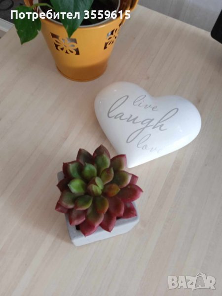 красиво тропическо растение в квадратна керамична саксийка, от остров Наксос., снимка 1