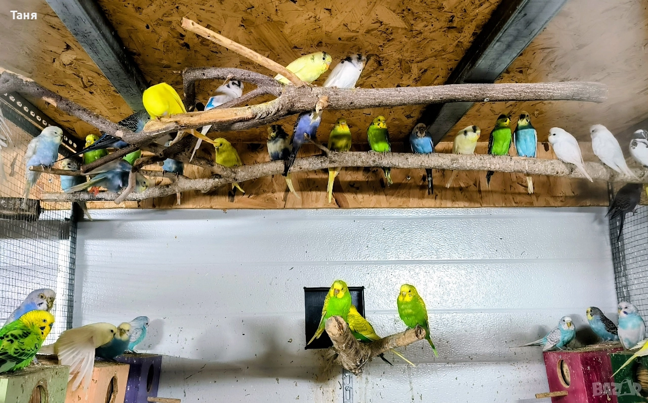 Вълнисти папагали , снимка 1