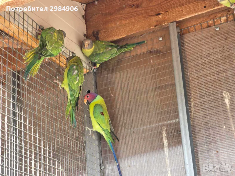 сливоглави александри, снимка 1